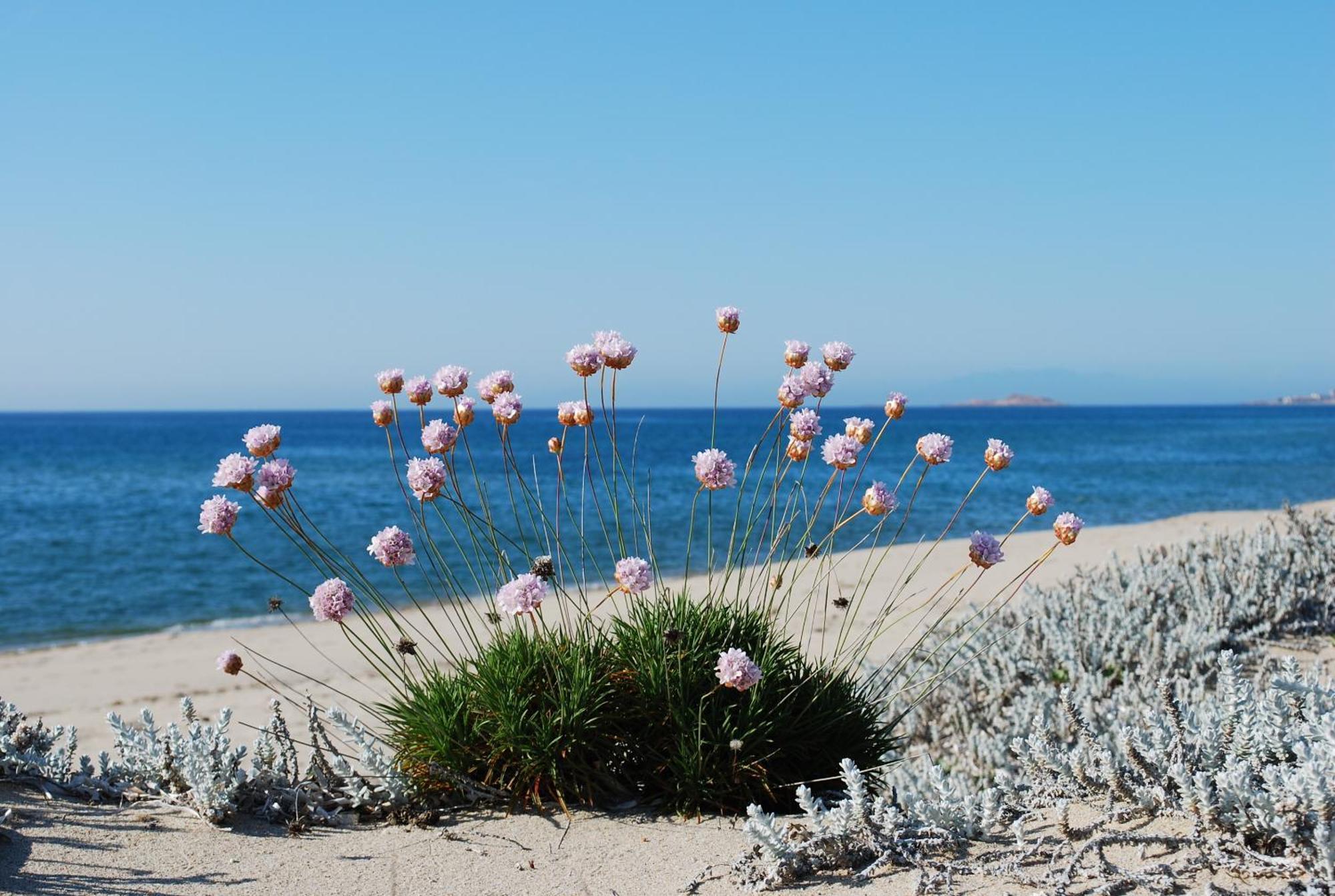 Abbaidda Hotel Valledoria  Dış mekan fotoğraf